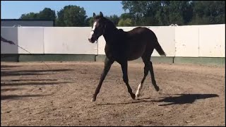 DGS Timeless  2023 AQHAAPHA  Video 102023 [upl. by Gustafsson332]