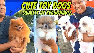 KAKAGIGIL MGA IMPORT LINE TEACUP SIZE FLUFFY POMERANIANS [upl. by Schulein659]