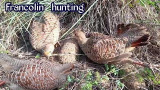 Grey Francolin hunting  Teetar shikar karne ka Tarika  teetar hunting trap  teetar ka shikar [upl. by Aniara533]