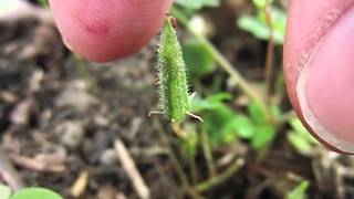 Yellow Woodsorrel Oxalis Stricta Seeds Exploding in Slow Motion [upl. by Ynaoj]