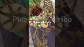 Tomatos gardeningplants ytshorts plants gardening shorts [upl. by Bose]