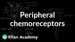 Peripheral chemoreceptors  Respiratory system physiology  NCLEXRN  Khan Academy [upl. by Leigh]