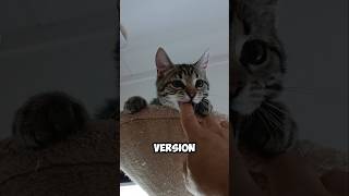 Why cats give unexpected bites 🤔😼 catvideos cat catlover [upl. by Jurgen560]