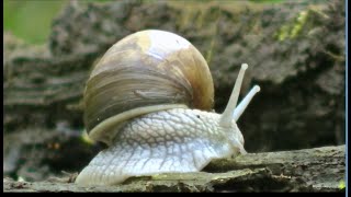 Escargot de Bourgogne en millieu sauvage [upl. by Noirda232]