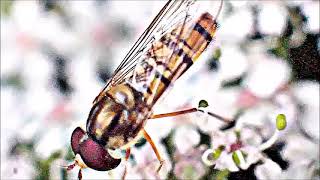 Naturbeobachtung HainschwebfliegeEpisyrphus balteatusDe Geer 1776männlich beim Blütenbesuch [upl. by Ohce753]