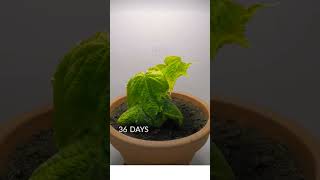 How grow seed to cucumber gardening justiesforsidhumoosewala gardeningdiljitdoshanj indoorplant [upl. by Dnomrej]