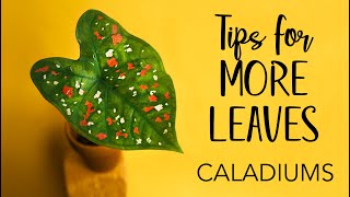 Caladiums Tips for more leaves [upl. by Melessa]