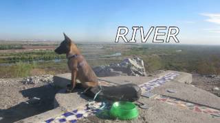 Meet River the Baby Belgian Malinois [upl. by Agn]