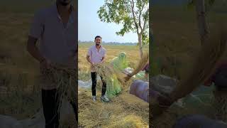 🌾🌾dhan jharana dekhe dance song newsong [upl. by Mchail844]