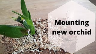 Mounting orchids on cork bark Mounted Orchids Care mountedorchids repottingorchids [upl. by Nrevel]