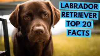 Labrador Retriever  TOP 20 Interesting Facts [upl. by Eirot]