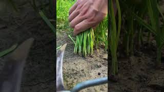 This is the Best Techniques of Collecting Chives Farming Rural Village Life countrylife shorts [upl. by Yoko]