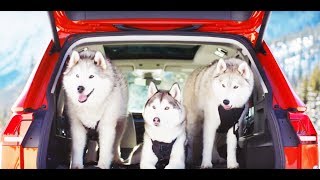 All New Volkswagen Tiguan 2018  4MOTION  Funny TV Commercial [upl. by Gibson]