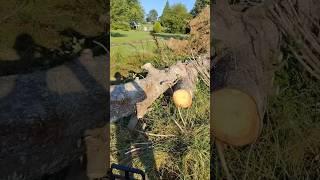 Cleaning up a fallen tree chainsaw [upl. by Gradey]