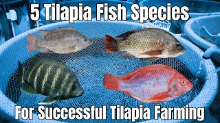 5 Tilapia Fish Species for Tilapia Farming  Tilapia Aquaculture [upl. by Airual]