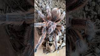 Grammostola rosea 🔥 tarantula grammostola chileanrosehair new shorts [upl. by Arlo]