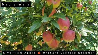 Live from Apple 🍎 Orchard Orchard Kashmir [upl. by Bergen621]