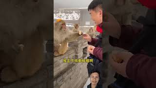 Monkey funnymonkey 😂😂 sceneshortvideo shorts [upl. by Annoled]