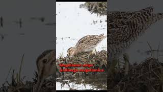 magellanic snipe  Gallinago magellanica ♫♫♫ birding [upl. by Gamal]