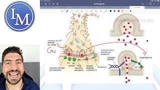 Fisiología clase 92  Sinapsis Eléctrica y Sinapsis Química [upl. by Clemmie]