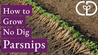 How to Grow No Dig Parsnips  Quick Bed Prep [upl. by Anaej]