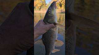 Barbel showclip and gofish fishing love feeder nature life [upl. by Cacilia]