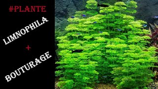 Plante Limnophila  bouturage [upl. by Roel]