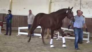 Don FredericWeltmeyer stallion  2013 [upl. by Ailehc]