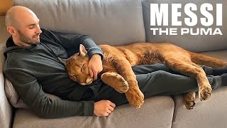 Messi The Puma is a Big Ol’ House Cat [upl. by Lseil]