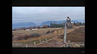 Big Red Tailed Hawk Stops by the Nest 12262023 exploreorg [upl. by Hyland]