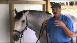 Dressage Movements Revealed Video The Value of Bodywork [upl. by Wack774]