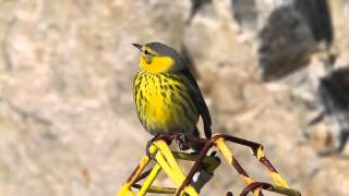 Cape May Warbler  Feb 06 2012 [upl. by Pournaras697]