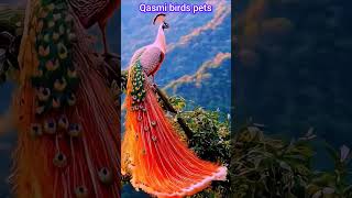 Amazing AI Bird beautiful reaction birds pets lovebirds shortsfeed aiart ai [upl. by Dorelle]