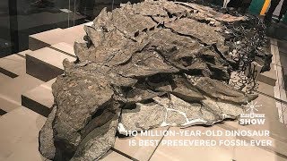 The Best Preserved Dinosaur Fossil Ever Found [upl. by Sallee]