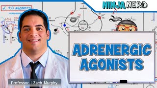 Autonomic Pharmacology  Adrenergic Agonists [upl. by Grimona]