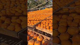 How to make Japanese sundried persimmons fruit shorts harvest harvesting farm [upl. by Ateerys]