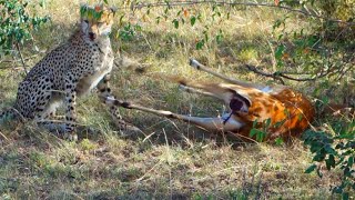 Cheetah Eat Impala Gazelle Alive Long Version [upl. by Analat]