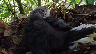 Greenbilled malkoha birds In the nest waiting for the mother to adopt [upl. by Namya]