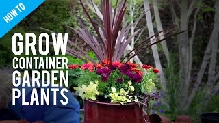 How To Grow Pot Plants in a Container Garden [upl. by Ellenoj103]