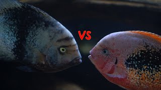 Instinct Made These Fish Fight [upl. by Nosnev]