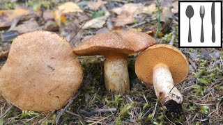 Maślak trydencki Suillus tridentinus [upl. by Ltsyrk]