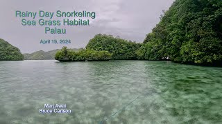 Sea Krait Laticauda colubrina and Sea Grass habitat Palau April 19 2024 [upl. by Velleman]