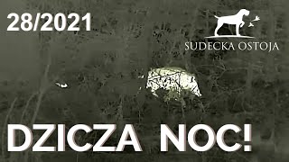 Sudecka Ostoja 282021 Dzicza noc Polowanie na dziki z Pulsar Digex Accolade XP50 i Zeiss DTi 35 [upl. by Alsworth941]