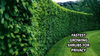 FAST GROWING SHRUBS AND BUSHES FOR CREATING PRIVACY [upl. by Akkina699]