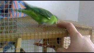 lineolated parakeet attacking me  why [upl. by Sabino]