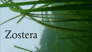 Zostera Documentary [upl. by Carlos]