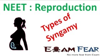 NEET Biology Reproduction  Types of Syngamy Isogamy Anisogamy Hologoamy Oogamy [upl. by Melas]