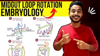 midgut rotation embryology  rotation of midgut embryology  development of midgut embryology [upl. by Zetneuq]