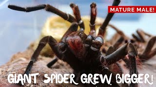 My Goliath Bird Eater Tarantula Moulted Theraphosa stirmi [upl. by Calie]