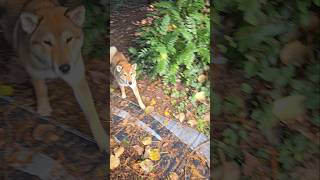 Azumi training practice training shikoku fun [upl. by Trudie]